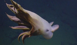 Phát hiện 'bạch tuộc ma' ở độ sâu hơn 3.000m dưới đại dương