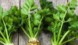 Sự thật ít ai ngờ về cây cần tây: Bổ dưỡng nhưng lại là loài hoa... tang tóc xưa kia