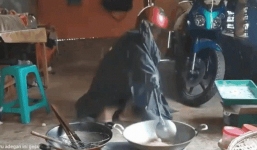 Ông chồng vào bếp thay vợ khiến dân mạng cười tắt thở vì áo giáp kín người, ngỡ đang xào lựu đạn