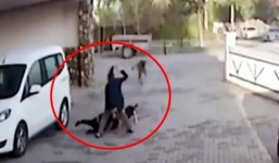 Hãi hùng khoảnh khắc bé gái 8 tuổi bị chó pitbull tấn công trên đường