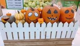 Phát cuồng với bí ngô Halloween khổng lồ lần đầu được trồng ngay tại Việt Nam