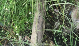 Bò trượt ngã lộ ra bê tông cốt gỗ ở Bình Định: 'Sao lại có chuyện lạ kỳ không thể hiểu nổi như vậy được?'