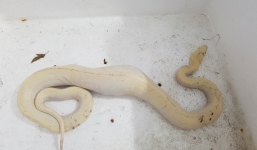 Người dân bắt được con trăn bạch tạng có họa tiết kỳ lạ