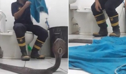 Góc hữu ích: Lính cứu hỏa Thái Lan hướng dẫn cách xử lý khi gặp rắn hổ mang ở trong nhà chỉ với 1 chiếc khăn tắm