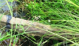 Vụ con bò ngã lộ ra bê tông cốt gỗ: 'Có lẽ công nhân nghịch ngợm làm chuyện trời ơi'