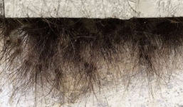 Bức tường của tòa nhà tự nhiên mọc lông và biết được sự thật đằng sau thì ai cũng phải rùng mình sợ hãi