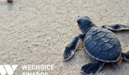 Câu chuyện về những ông 'bố rùa' ở Côn Đảo: Mùa rùa đẻ, không ai ngủ quá 3 tiếng/ đêm