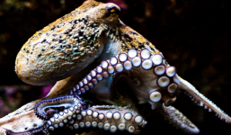 Những giống bạch tuộc kì lạ: Có loài sở hữu nọc độc đủ giết chết 10 người lớn