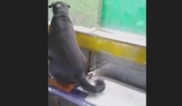 Video: Kinh ngạc chó lên xe buýt một mình để theo sát xe tải chở chủ nhân