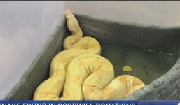 Hoảng hồn phát hiện con trăn bạch tạng trong hộp đồ từ thiện