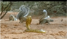 Hổ mang lúng túng trước vũ khí của con mồi, phải cuống cuồng bỏ chạy!