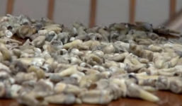 Hy hữu: Bức tường giấu 1.000 chiếc răng bị phát hiện trong quá trình xây dựng