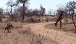 Hươu cao cổ bị linh cẩu cắn gãy chân, suýt trở thành miếng mồi và diễn biến khó tin