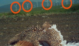 'Kẻ săn mồi' đỉnh nhất bầu trời đã lộ diện: 75\% diều hâu, chim cắt và chim ưng đã phải bỏ mạng vì thứ này