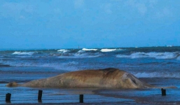 Phát hiện xác cá voi nặng khoảng 10 tấn dạt vào bờ, người dân chôn cất theo phong tục