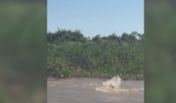 Cận cảnh cuộc tử chiến giữa cá sấu caiman và báo đốm khiến người xem rùng mình