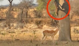 Báo hoa hung dữ phục kích đoạt mạng linh dương trên ngọn cây