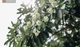 Lại một mùa 'nồng nàn' hoa sữa: Từ biểu tượng mùa thu Hà Nội tới nỗi ám ảnh 'kinh hoàng' trong gió