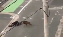 Nhật Bản: Đang đi trên phố người đàn ông bất ngờ bị lợn rừng tấn công dữ dội