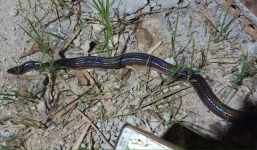 Thực hư thông tin “rắn chúa bà” xuất hiện ở Điện Biên