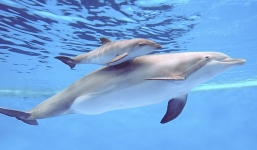 Video: Tiết lộ cách ngủ giúp cá heo không bao giờ chết đuối