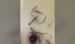 Cả gia đình nhà tôm thoát chết khi con đực dùng càng bảo vệ bạn tình sắp đẻ trứng