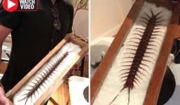 Tìm thấy rết khổng lồ trong vườn nhà, có thể đứng lên như rắn hổ mang