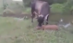 Bò mẹ điên cuồng tấn công trăn khổng lồ vì siết chết bê con