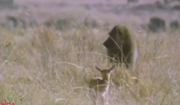 Linh dương mẹ liều mình xả thân cướp lại con từ miệng kẻ thù