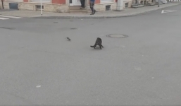 Góc bá đạo: Bị chuột phản công, mèo khiếp vía bỏ chạy