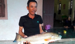 Hơn 1 giờ vật lộn, ngư dân câu được con cá vàng óng, nghi sủ vàng quý hiếm