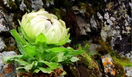 Thiên sơn tuyết liên: Hoa sen cực hiếm của Tây Tạng, 7 năm mới nở 1 lần trên núi tuyết, giá 5 triệu/hoa