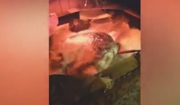 Clip: Hoảng hốt phát hiện cá sấu trong bồn tắm