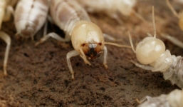 5 lời khuyên giúp diệt mối, côn trùng hiệu quả, an toàn nhất