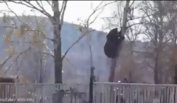 Video: Gấu khổng lồ hung hãn leo cây truy đuổi người