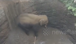 Bị rơi xuống giếng, voi con mừng rỡ khi được giải cứu