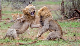 Âm mưu cướp mồi, 3 con sư tử trẻ nhận bài học nhớ đời