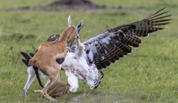 24h qua ảnh: Linh dương mẹ quyết chiến với đại bàng để cứu con