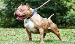 Chú chó pitbull đơn thương độc mã 'cân' hết cả nhà chuột lang