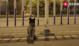 Clip chó ngồi đợi ven đường nơi chủ chết hơn 80 ngày ở Trung Quốc hút triệu lượt xem