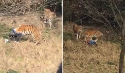 Hổ rượt đuổi xe chở người trong công viên ở Ấn Độ
