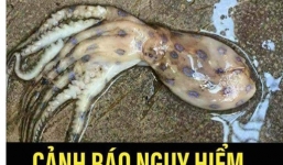 Xuất hiện loài mực cực độc ở Phú Quốc: Cơ quan chức năng vào cuộc