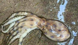 Không có chuyện xuất hiện loài mực gây chết người ở Phú Quốc 