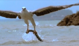 Đại bàng đại chiến