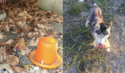 Khởi kiện vì 600 con gà bị giết sau 1 đêm bởi chó nhà hàng xóm