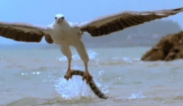 Video: Cận cảnh cuộc chiến tàn khốc giữa chim đại bàng và rắn cực độc