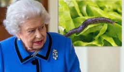 Đang ăn thì phát hiện ốc sên chết trong món salad, phản ứng của Nữ hoàng khiến đầu bếp hoàng gia 'tái xanh mặt'