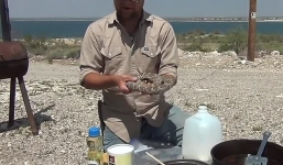 Clip: Bị rắn cực độc cắn và màn trả thù rùng mình của người đàn ông