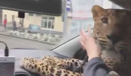 Chuyện chưa từng thấy: Báo dữ có thể giết người, ngả ngốn đi taxi 