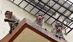 Bị khỉ cướp khỏi lòng mẹ, bé 12 ngày tuổi tử vong thương tâm